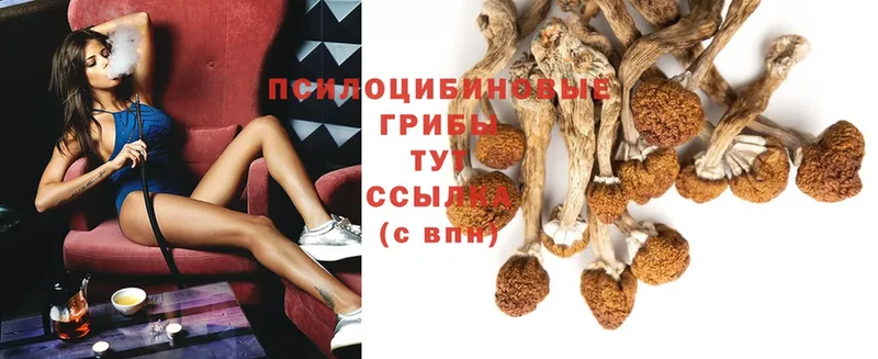 Галлюциногенные грибы Psilocybe Жигулёвск